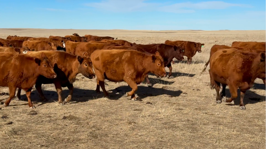 CP205B5 Fancy red pairs, ranch dispersion!